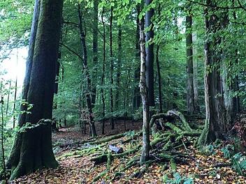 Urwüchsige Waldlandschaft im Steigerwald. Nun entscheidet das Bundesverwaltungsgericht über das Tauziehen in Franken.  Michael Wehner