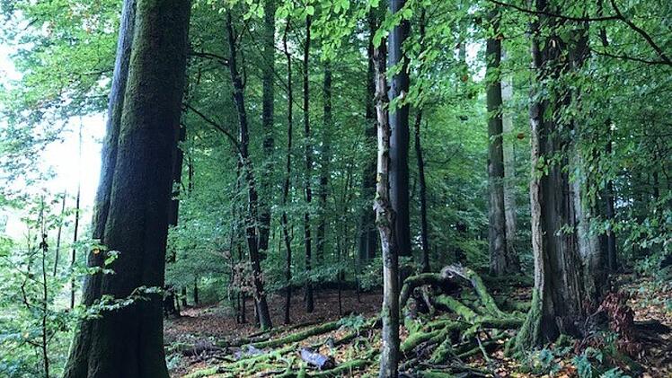 Urwüchsige Waldlandschaft im Steigerwald. Nun entscheidet das Bundesverwaltungsgericht über das Tauziehen in Franken.  Michael Wehner