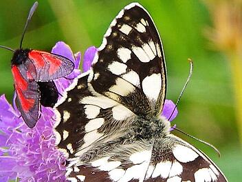 Der Schachbrettfalter ist Schmetterling des Jahres 2019. Foto: Werner Knoth