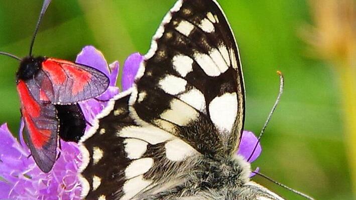Der Schachbrettfalter ist Schmetterling des Jahres 2019. Foto: Werner Knoth