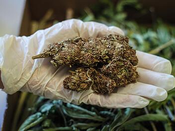 So sieht Marihuana aus.