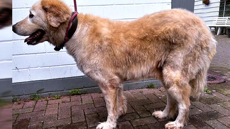 Die beiden Herdenschutzhunde wurden v&ouml;llig verwahrlost beschlagnahmt.