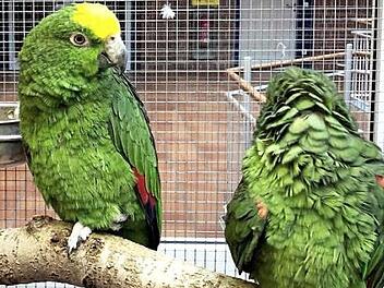 Die buntgefiederten Vögel begeisterten die Besucher.  Foto: Richard Sänger
