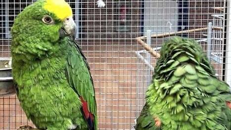 Die buntgefiederten Vögel begeisterten die Besucher.  Foto: Richard Sänger