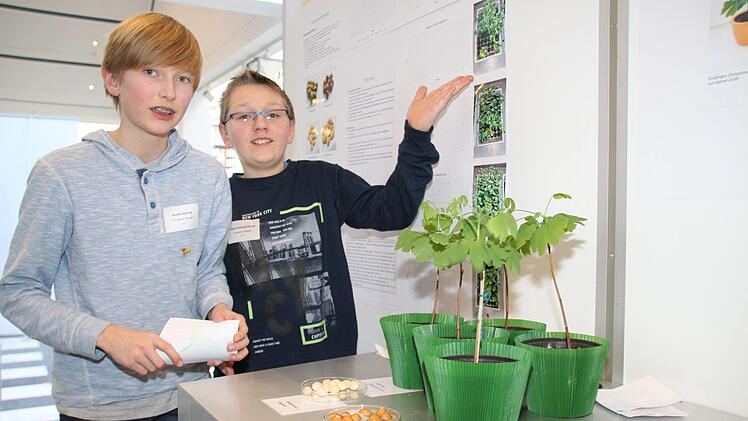 Versuche zur Keimfähigkeit von Gingko-Samen haben die Nachwuchs-Forscher des Gymnasiums Alexandrinum in Coburg unternommen. Foto: Katrin Geyer