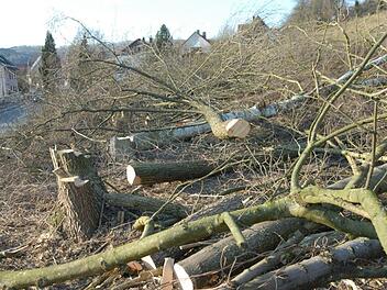 Die gefällte  Erlenreihe Foto: Petra Malbrich