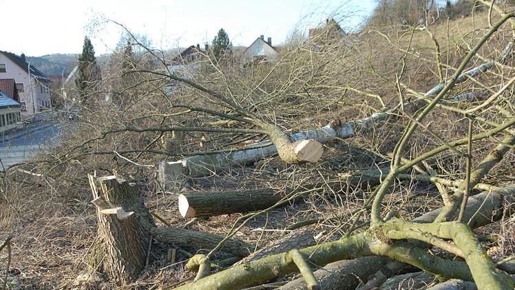 Die gefällte  Erlenreihe Foto: Petra Malbrich