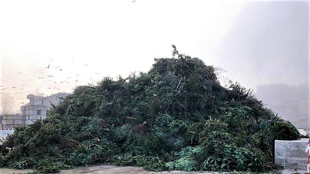 Die eingesammleten Weihnachtsbäume werden auf hohen Häufen gestapelt und  anschließend weiterverarbeitet. Bild: mb/ inFranken.de
