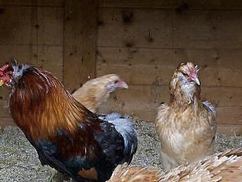 Araucana-Hühner stammen eigentlich aus Chile. Sie legen türkisfarbene Eier.  Foto: Archiv