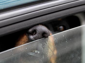 Den Hund lie&szlig;en die Besitzer im &uuml;berhitzen Auto zur&uuml;ck. Symbolbild, Foto: Stephan Jansen/dpa