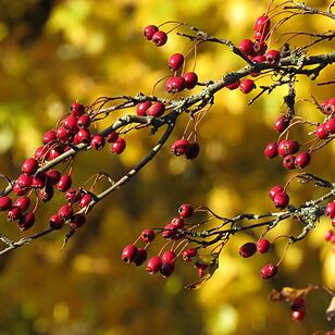 Die schönsten Herbstfotos aus Haßfurt und Umgebung