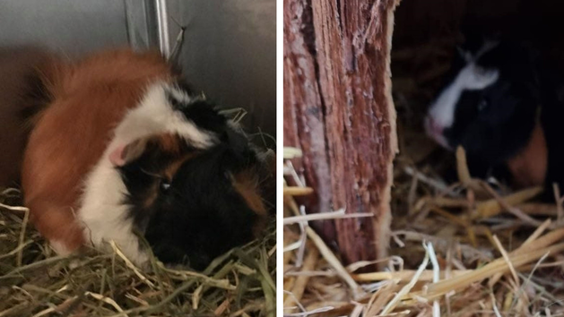 Tierheim Hersbruck: Bei Bitterkälte ausgesetzte Tiere bekommen Nachwuchs