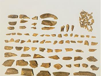 Sensationelle Entdeckung bei Grabung in Franken: Archäologen machen Steinzeit-Fund - "extrem selten" Sensationelle Entdeckung bei Grabung in Franken: Archäologen machen Steinzeit-Fund - "extrem selten"