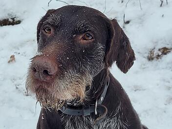 Tierheim Kulmbach: Überraschendes Happy-End für Hündin Maxi - "Sechser im Lotto" gezogen