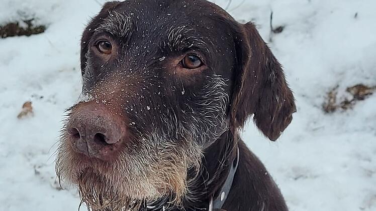 Tierheim Kulmbach: Hündin Maxi zieht "Sechser im Lotto"