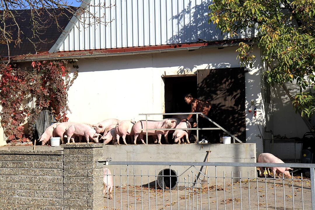 Brand in Schweinestall in Herzogenaurach