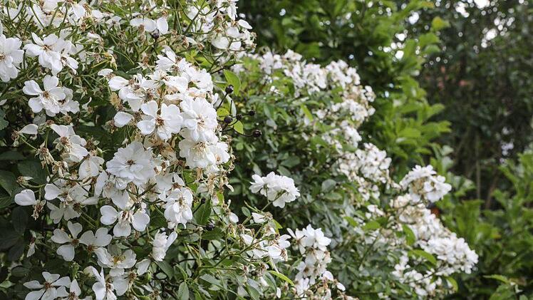 Impressionen aus Sonja Promeuschels Rosengarten Foto: Barbara Herbst