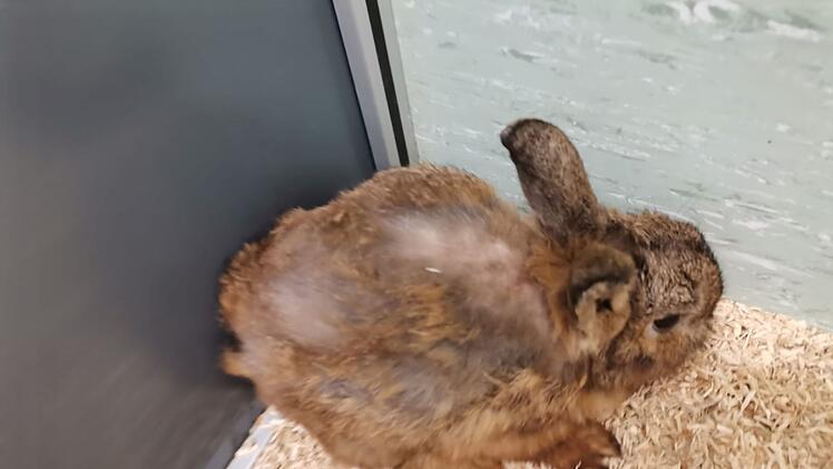 Tierheim Haßberge in Knetzgau rettet 70 Meerschweinchen