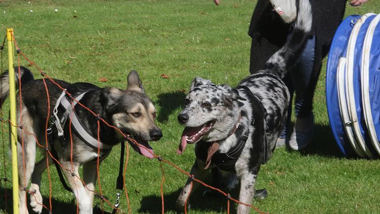 Hundebadetage mit Begleitprogramm in CoburgWolfgang Desombre