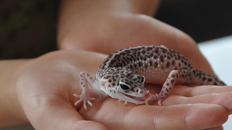 Der Leopardengecko zeigt seine Zunge. Foto: Agnes Brath