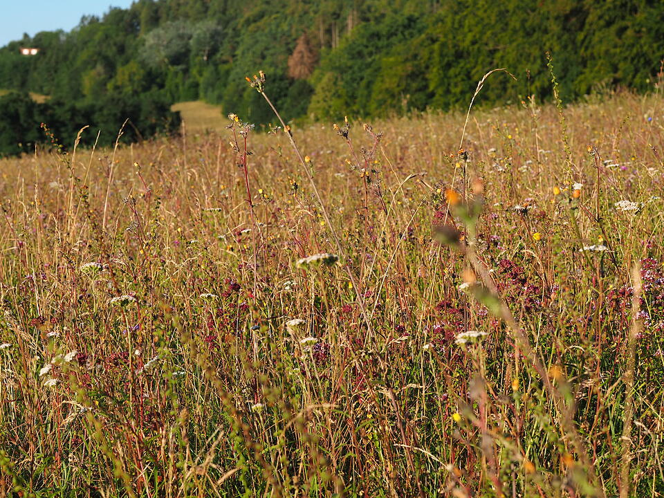 Das verlassene Dorf Bonnland darf bei einer Wanderung durch den Truppenübungsplatz Hammelburg nicht fehlen. Foto: Jürgen Schmitt