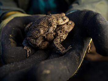 Kr&ouml;tenwanderung erreicht H&ouml;hepunkt