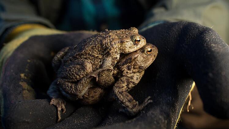 Kr&ouml;tenwanderung erreicht H&ouml;hepunkt