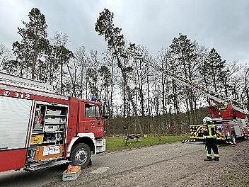 Nach den Stürmen drohen im Kreis Forchheim wie hier in Heroldsbach Bäume umzustürzen.