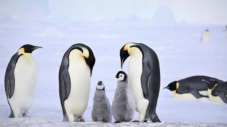 Kaiserpinguine in der Antarktis