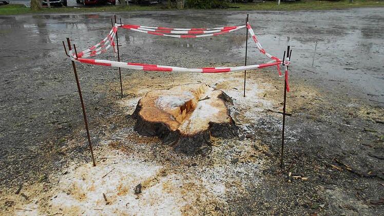 Die gefällte Kastanie ist der erste Hinweis darauf, dass das seit Jahren geplante Vorhaben nun realisiert wird. Foto: Jürgen Rinklef