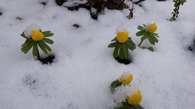 Frostnächte mit anschließend starker Sonnenbestrahlung führen zum Vertrocknen der Triebe bei den Pflanzen. Experte Jupp Schröder weiß, wie man das verhindern kann.  Foto: inFrankenPix/  katrin-st
