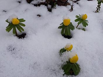 Frostnächte mit anschließend starker Sonnenbestrahlung führen zum Vertrocknen der Triebe bei den Pflanzen. Experte Jupp Schröder weiß, wie man das verhindern kann.  Foto: inFrankenPix/  katrin-st