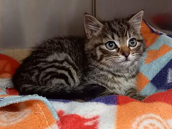 Tierheim Bayreuth: Kater "Petterson" im Radkasten in Parkhaus gefunden - wem gehört er?