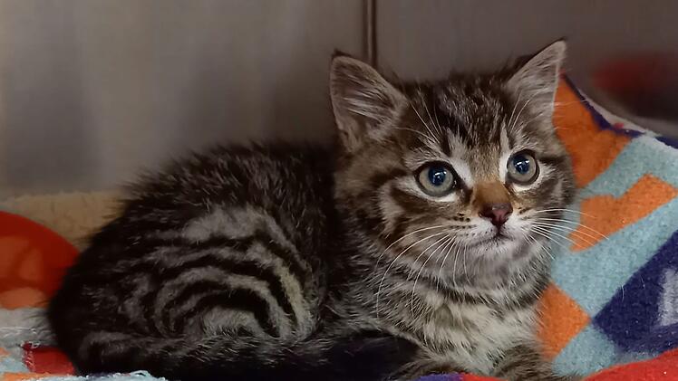 Tierheim Bayreuth: Kater "Petterson" im Radkasten in Parkhaus gefunden - wem gehört er?