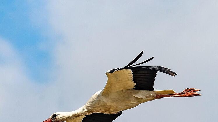 Ein Storch nutzt den Aufwind und segelt duch die L&uuml;fte.