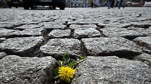 Fr&uuml;hling in Th&uuml;ringen