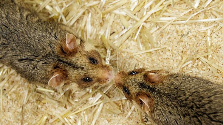Feldhamster-Nachzucht