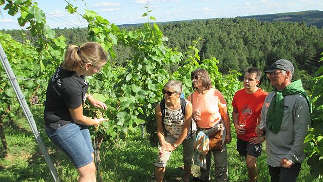 Susanna Fella erkl&auml;rt, wie ein Weinberg bearbeitet wird. Foto: Winfried Ehling