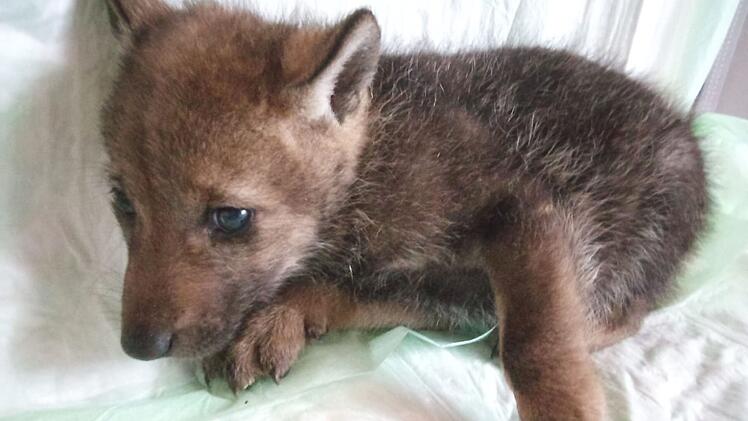 Bad Kissingen: Tierschützerin berichtet von Wolfswelpenfund in Franken - "gab es so noch nie"