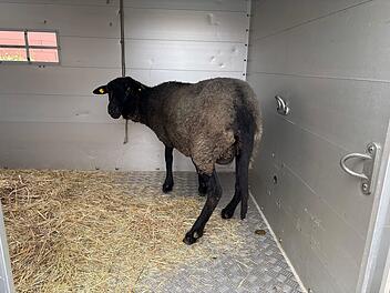 Schlachtung im Anh&auml;nger? Polizei pr&uuml;ft Tierschutz-Verst&ouml;&szlig;e
