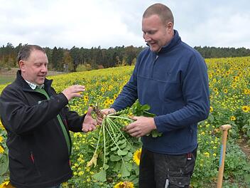 So groß sollte der Rettich eigentlich sein, zeigt Jürgen Angermüller (links). Auch die Sonnenblumen im Zwischenfruchtanbau von Florian Dünisch (rechts) könnten so groß sein wie er selbst, wenn es in diesem Sommer nicht so wenig Wasser gegeben hätte.Rainer Lutz