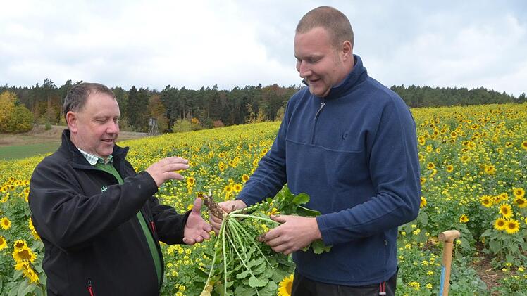 So groß sollte der Rettich eigentlich sein, zeigt Jürgen Angermüller (links). Auch die Sonnenblumen im Zwischenfruchtanbau von Florian Dünisch (rechts) könnten so groß sein wie er selbst, wenn es in diesem Sommer nicht so wenig Wasser gegeben hätte.Rainer Lutz