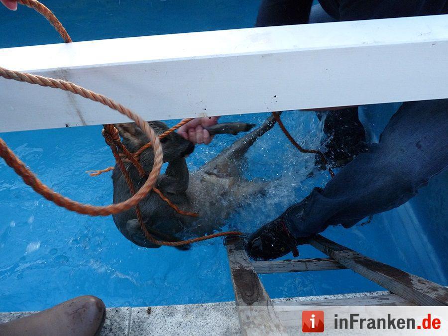 Reh fällt in den Pool und wird gerettet