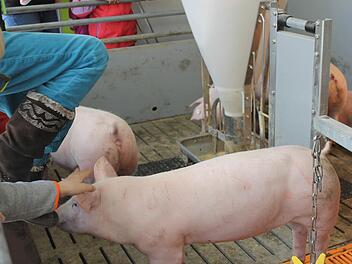 Die Kinder hatten Spaß mit den selten gesehenen Gästen. Sie konnten die Ferkel streicheln und zu ihnen in den Stall klettern. Foto: Dominic Buckreus