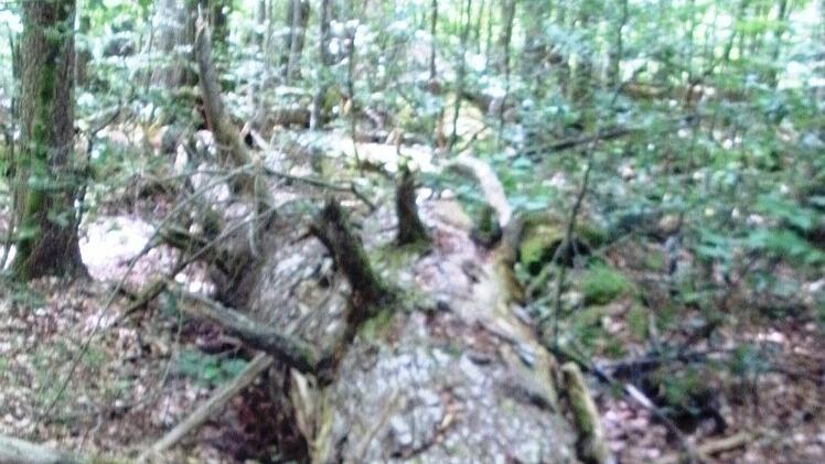 Eindrücke von der Informationsfahrt in den Bayerischen Wald. Foto: Friedwald Schedel