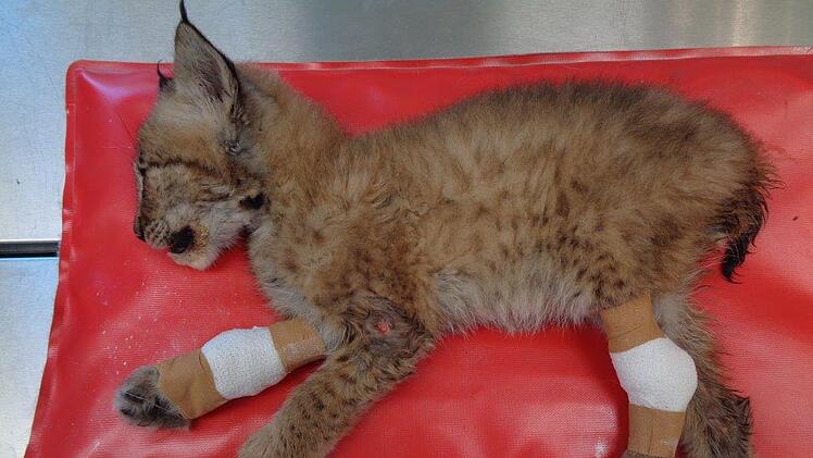 Luchs-Baby bei Tierarzt in der Oberpfalz