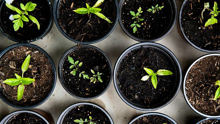 Pflanzen, Garten, Anzucht, Tipps, Tricks, Vorziehen
