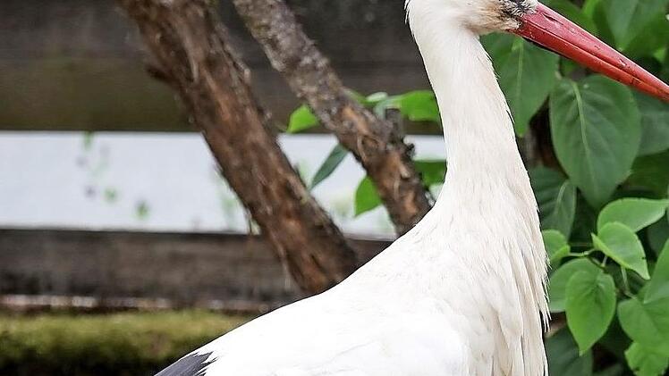 Der aus Steppach stammende Storch wurde 1992 im Tiergarten Nürnberg beringt und ist zwischen 1994 und 2018 nicht mehr gesichtet worden. Foto: M. Müller
