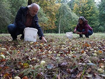 Lothar und Ingrid Bold sammeln Wildäpfel auf.  Foto: Arkadius Guzy