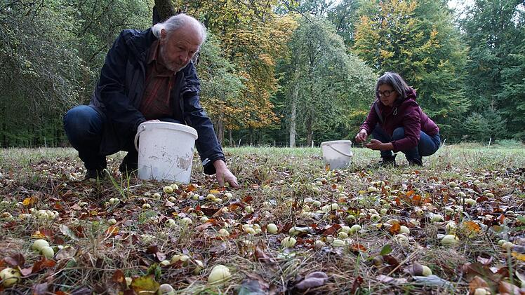 Lothar und Ingrid Bold sammeln Wildäpfel auf.  Foto: Arkadius Guzy